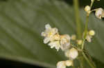 Fringed black bindweed